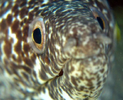 Spotted eel's portrait ... by Durand Gerald 